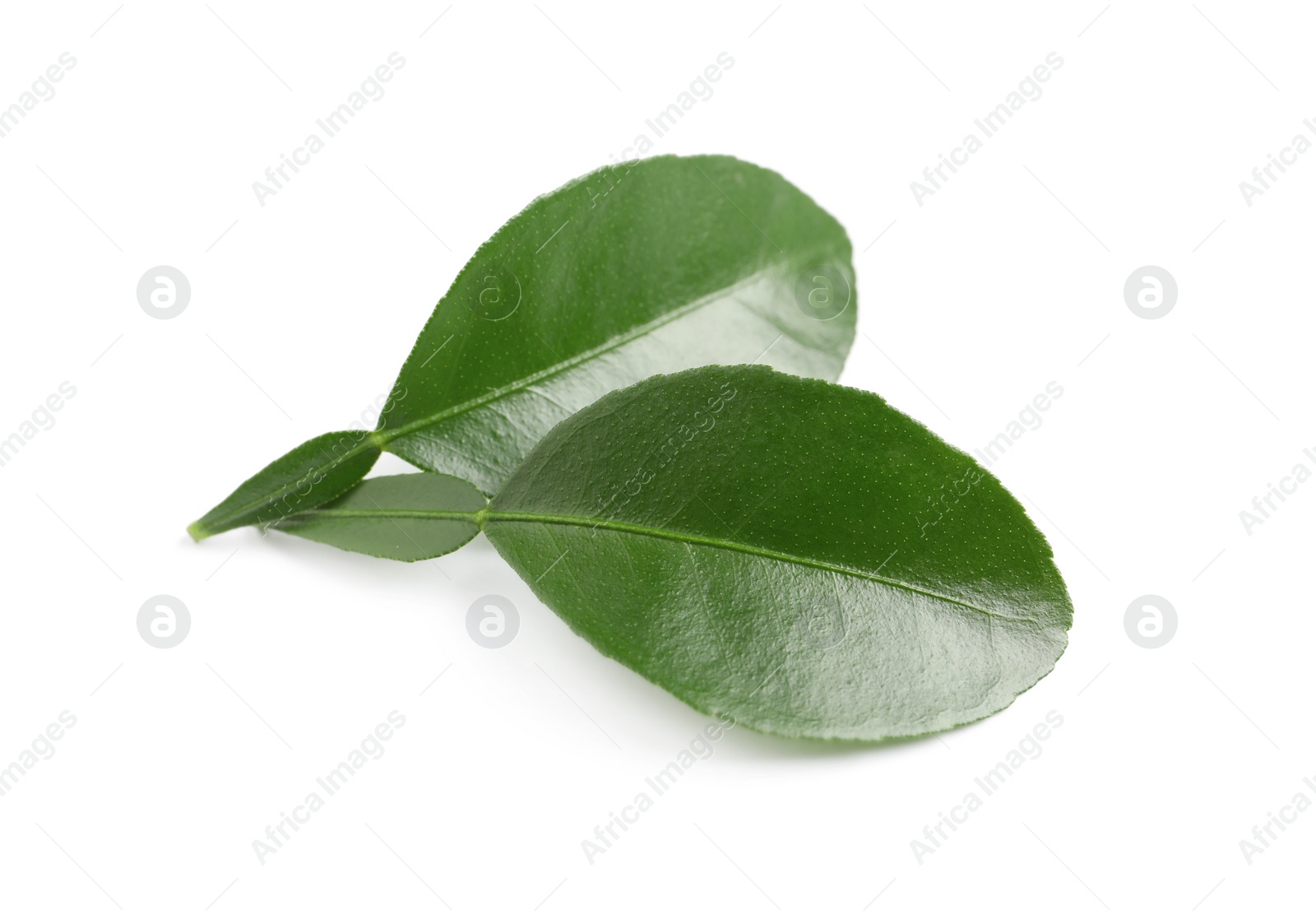 Photo of Green leaves of bergamot plant on white background