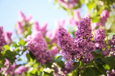 Photo of Closeup view of beautiful blossoming lilac shrub outdoors