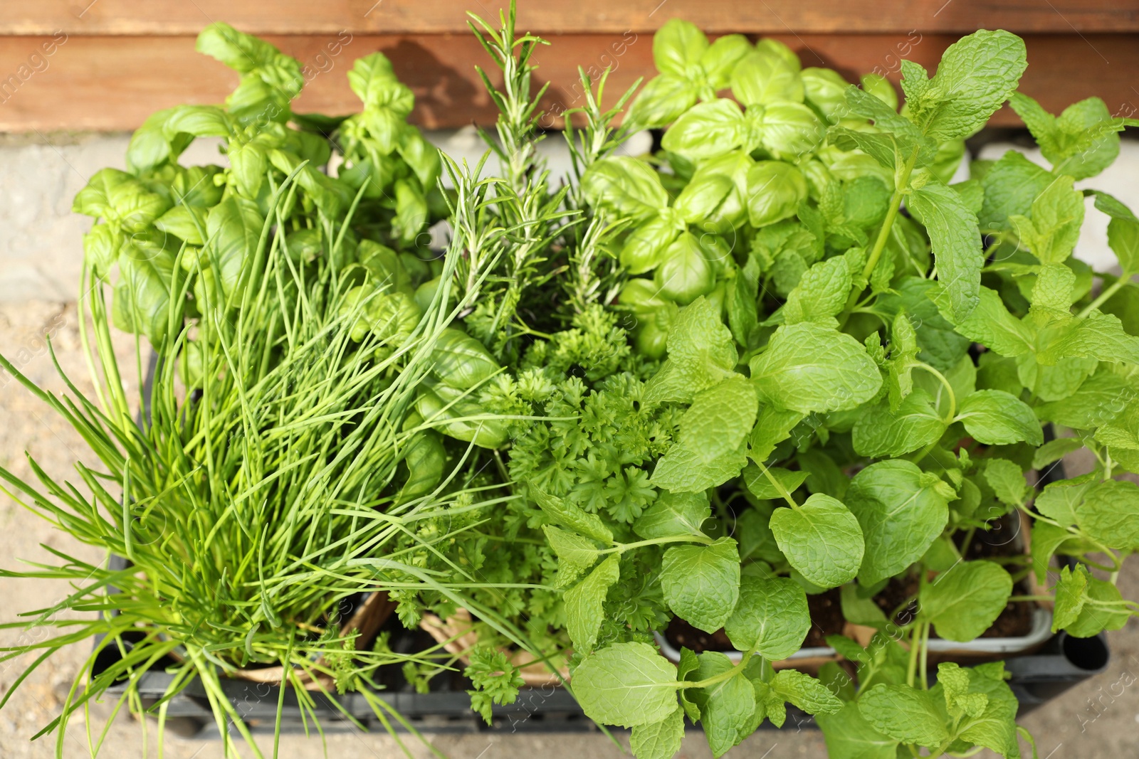 Photo of Different aromatic potted herbs in crate, above view