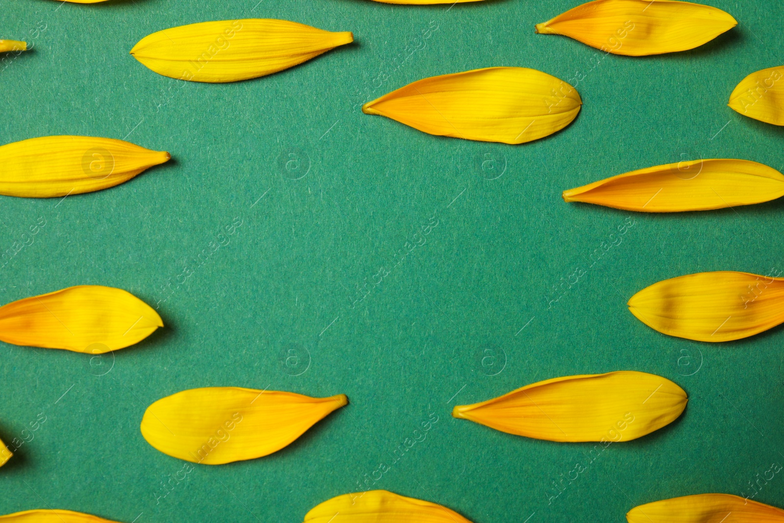 Photo of Fresh yellow sunflower petals on green background, flat lay. Space for text