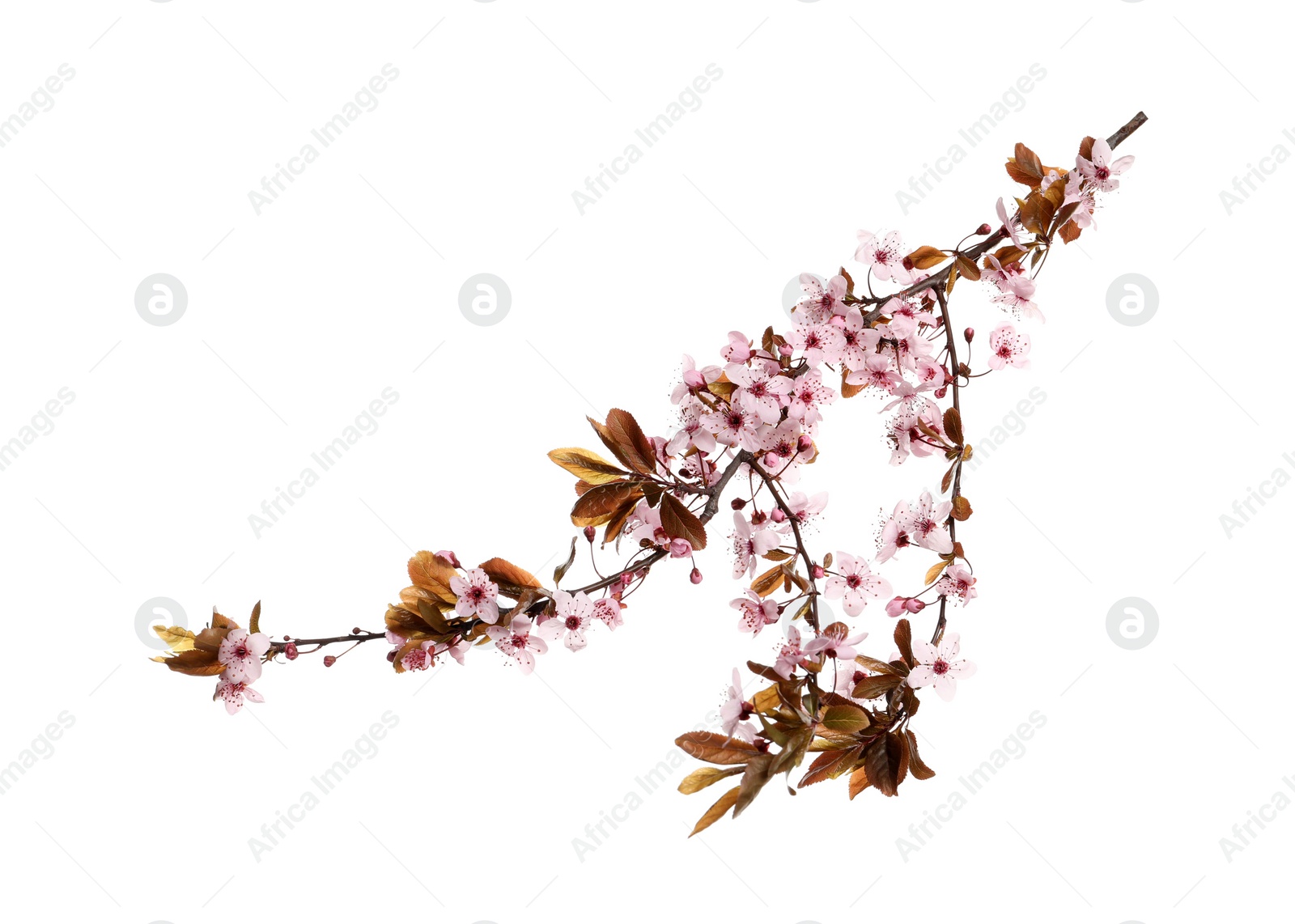 Photo of Cherry tree branch with beautiful pink blossoms isolated on white