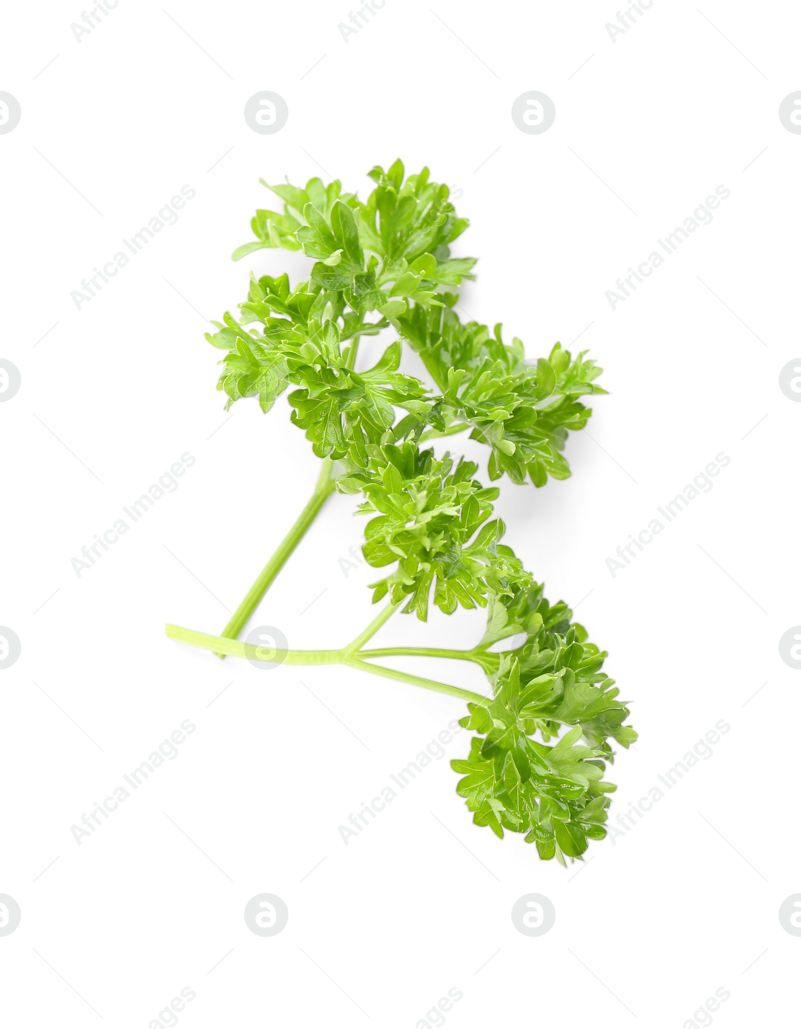 Photo of Fresh green curly parsley on white background