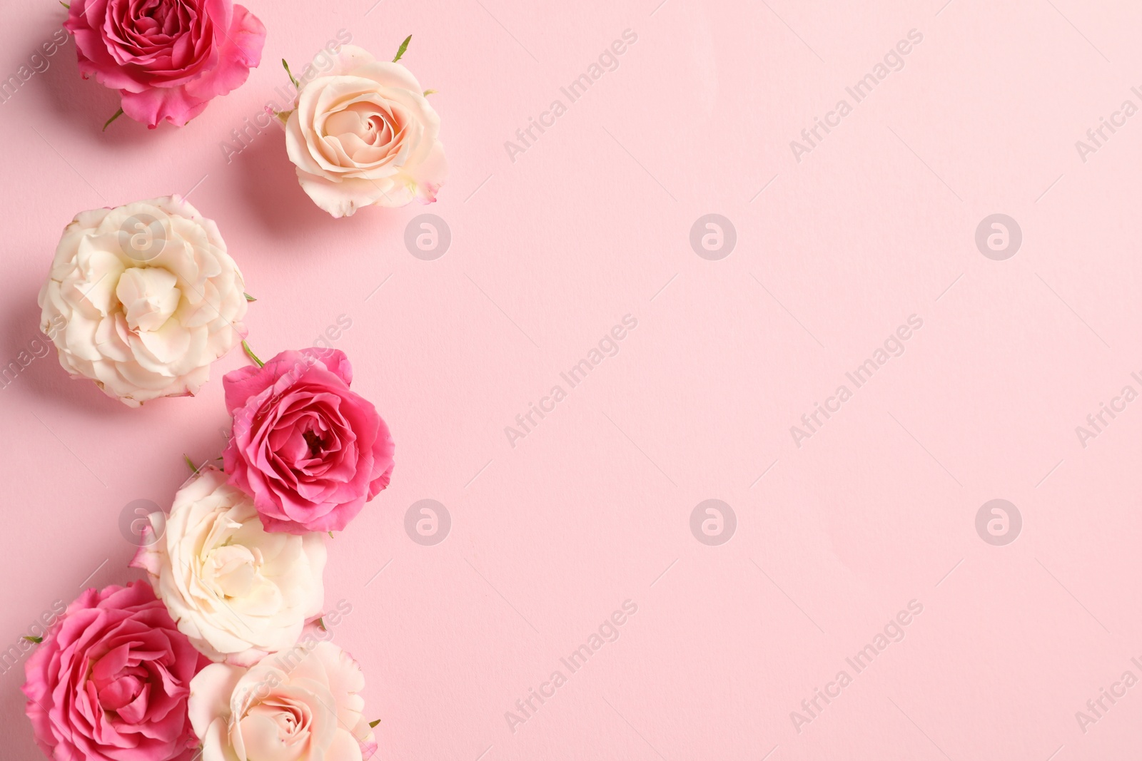 Photo of Happy Mother's Day. Beautiful roses on pink background, flat lay. Space for text