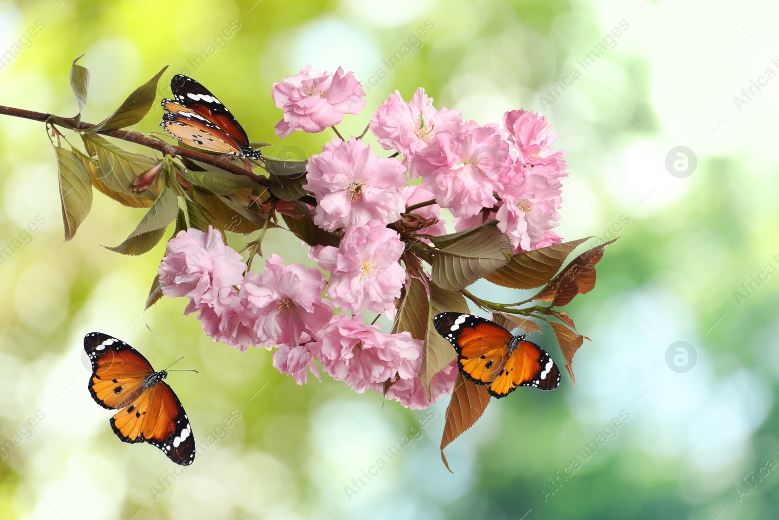 Image of Beautiful sakura tree branch with delicate pink flowers and flying butterflies outdoors 