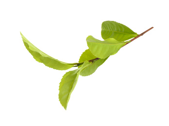 Photo of Tea plant with fresh green leaves isolated on white