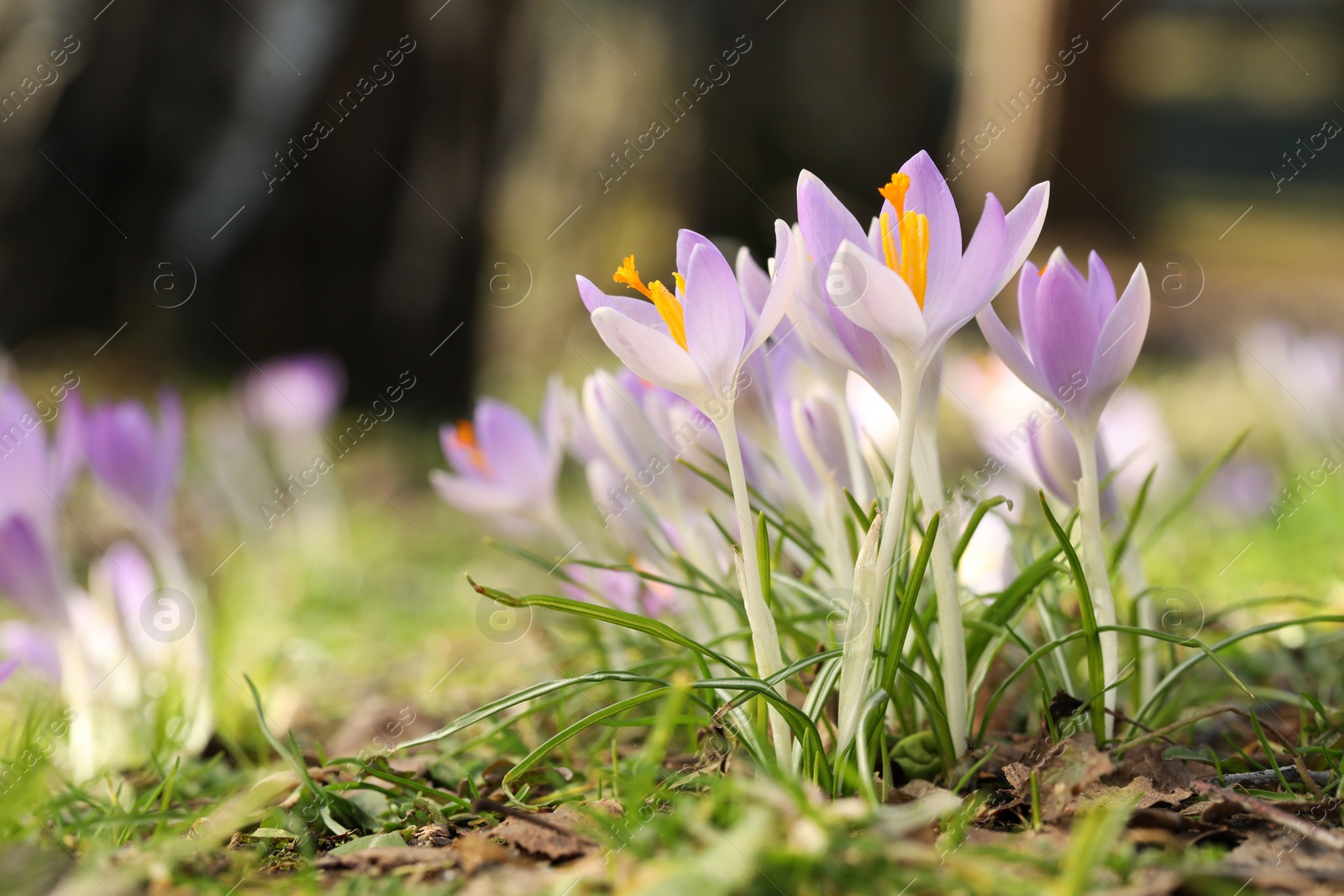 Photo of Beautiful crocus flowers growing outdoors, closeup. Space for text