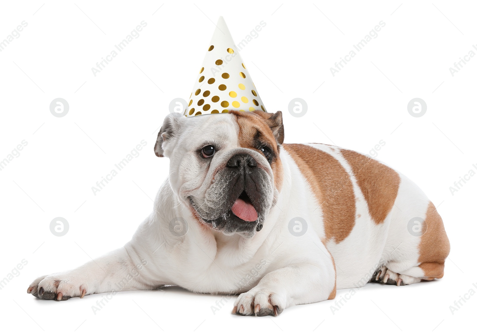 Image of Cute English bulldog with party hat on white background