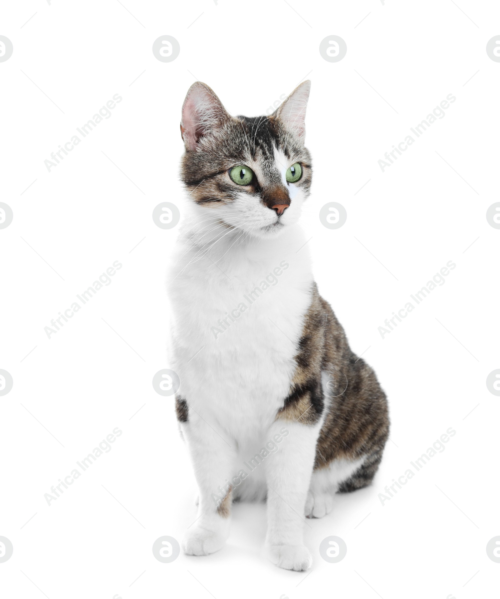 Photo of Cute cat on white background. Lovely pet