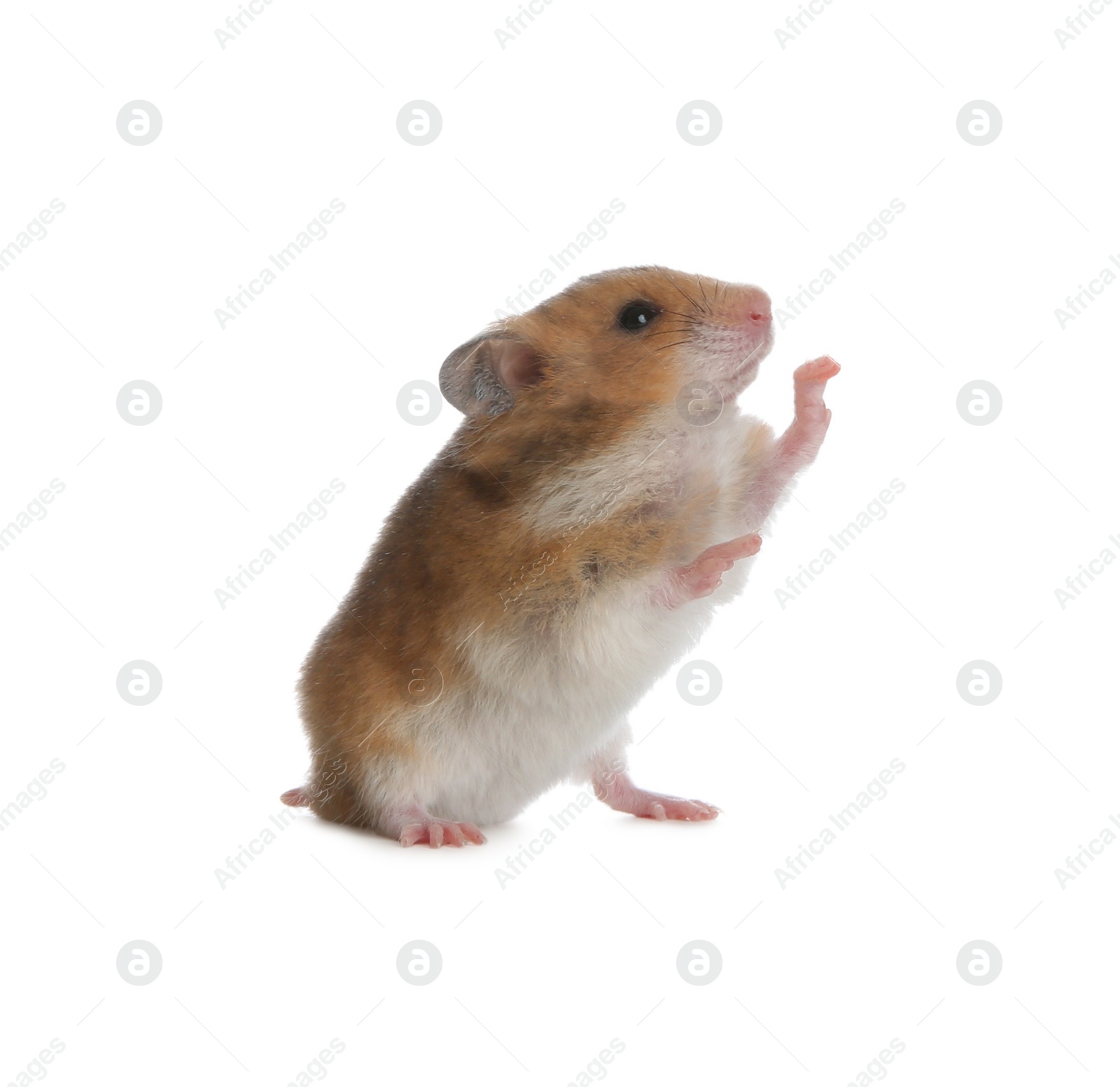 Photo of Adorable Syrian hamster on white background. Small pet