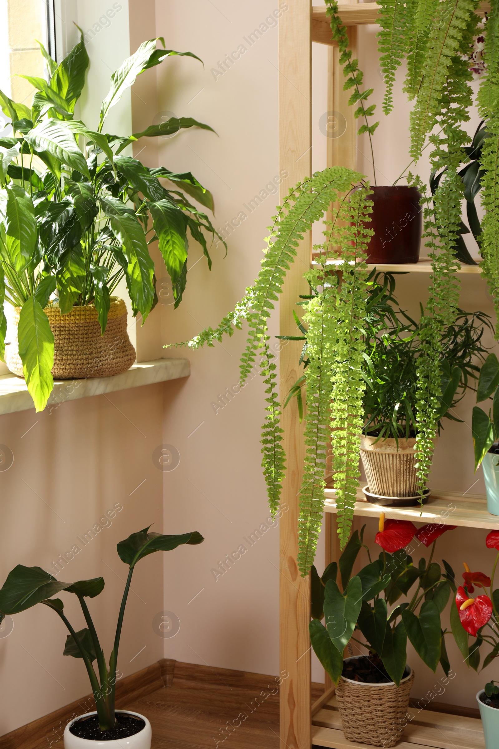 Photo of Beautiful houseplants in pots near window indoors. House decor