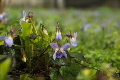 Beautiful wild violets blooming in forest. Spring flowers