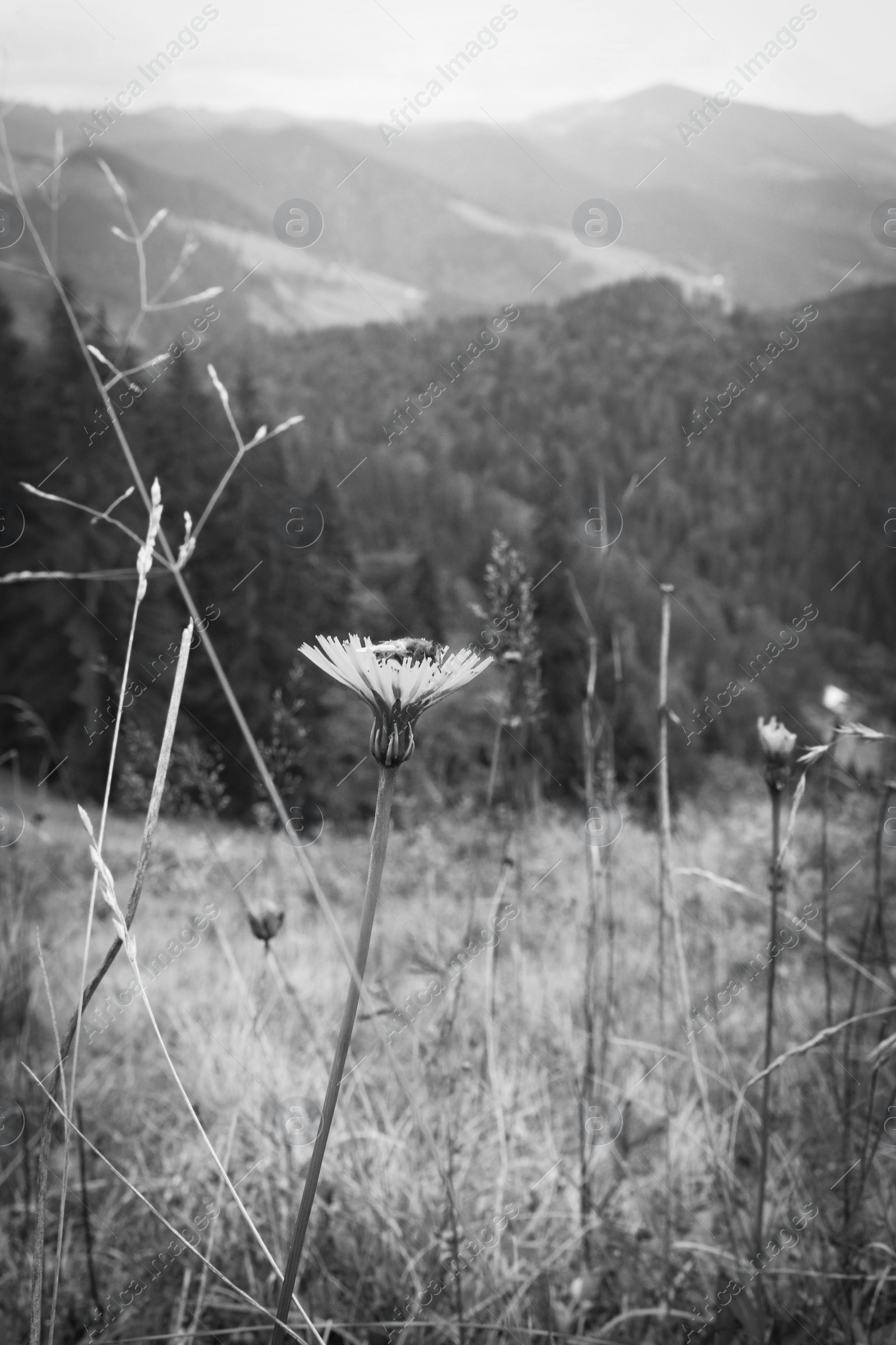 Image of Beautiful wild flower blooming on mountain hill. Black and white 