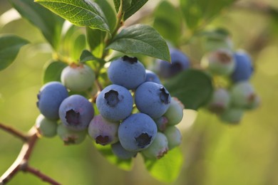 Wild blueberries growing outdoors, closeup and space for text. Seasonal berries