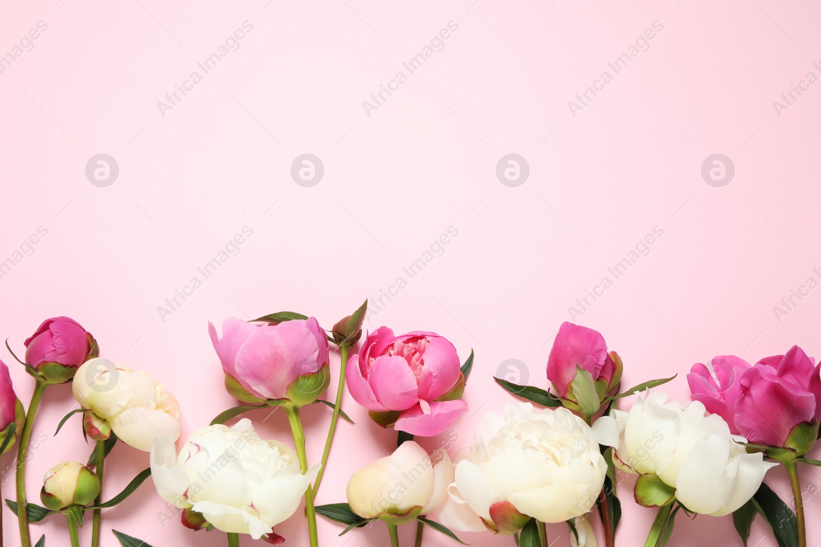 Photo of Beautiful peonies on light pink background, flat lay. Space for text