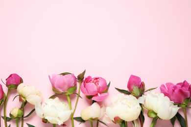 Photo of Beautiful peonies on light pink background, flat lay. Space for text