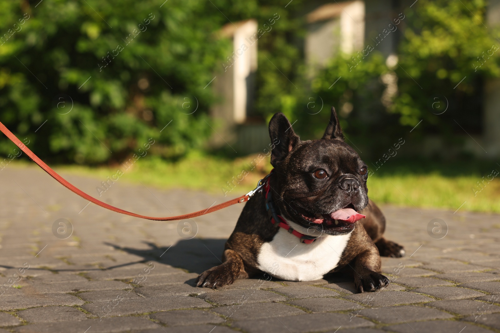 Photo of French Bulldog lying on pavement outdoors. Cute pet on walk