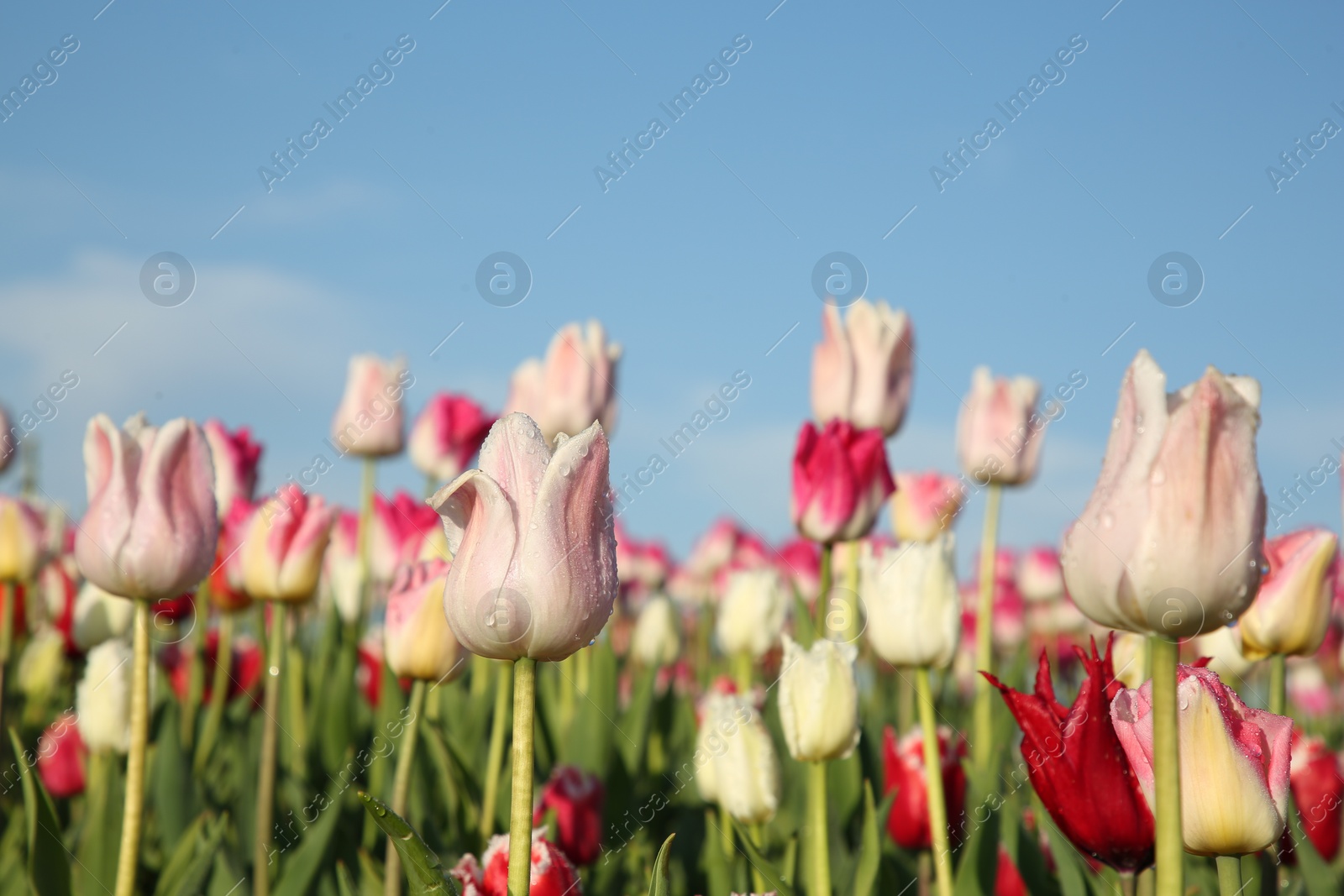 Photo of Beautiful pink tulip flowers growing in field on sunny day, closeup