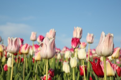 Beautiful pink tulip flowers growing in field on sunny day, closeup