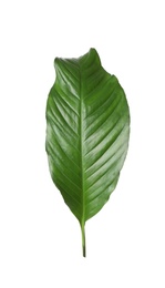 Leaf of tropical spathiphyllum plant isolated on white