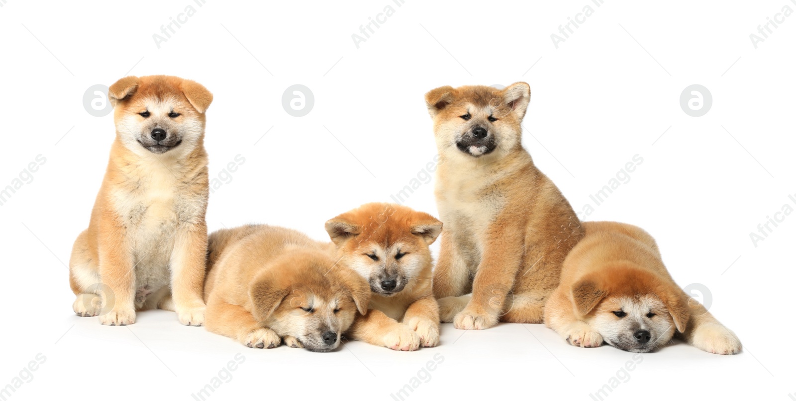 Photo of Cute Akita Inu puppies on white background. Baby animals