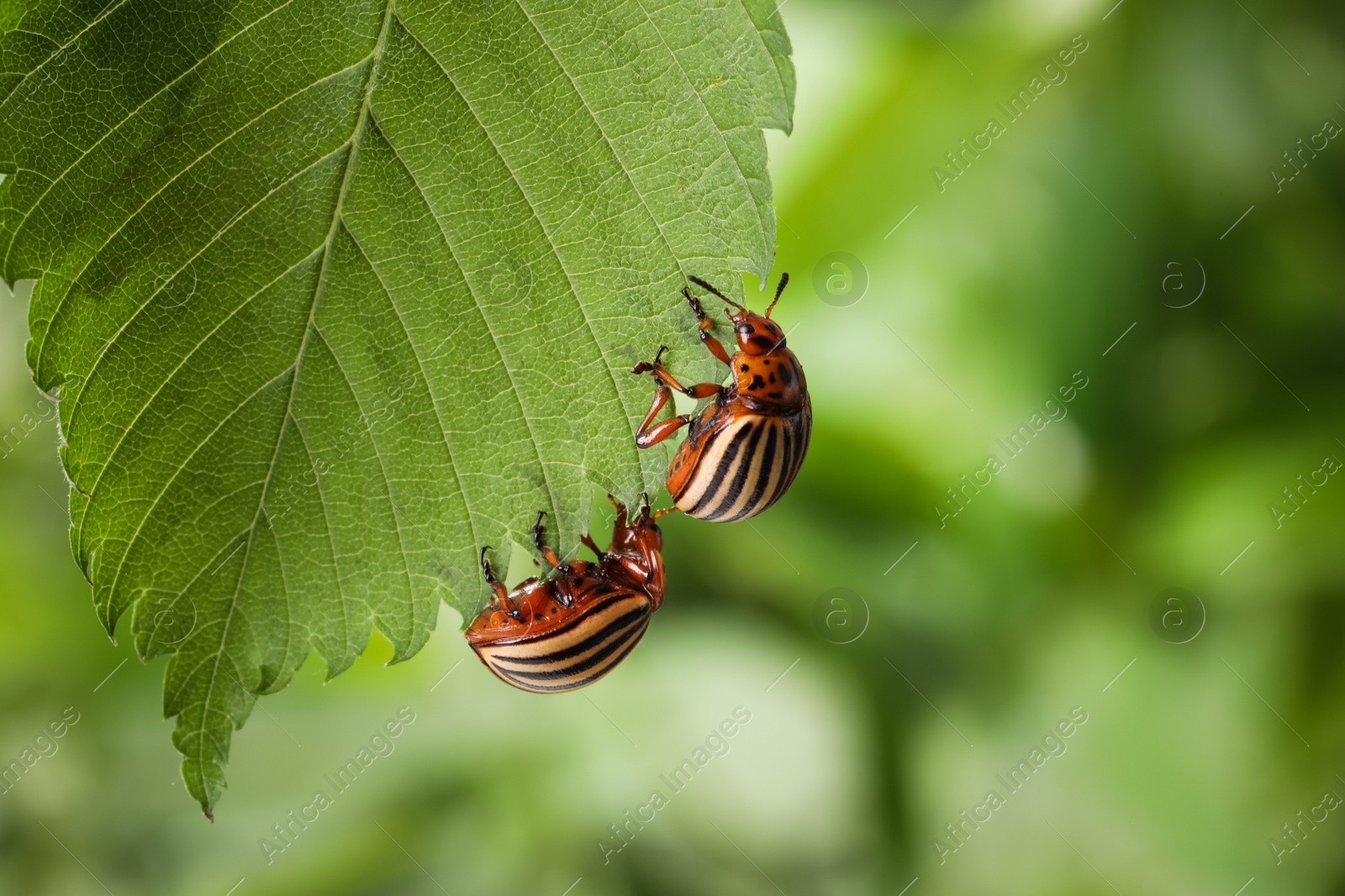 Photo of Colorado potato beetles on green leaf against blurred background, closeup. Space for text