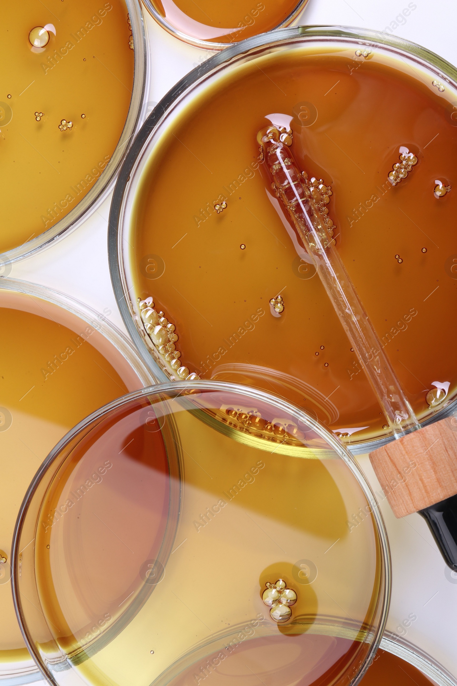 Photo of Petri dishes with color liquid samples and pipette on white background, top view