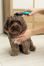 Photo of Woman brushing her cute Maltipoo dog at home, closeup. Lovely pet