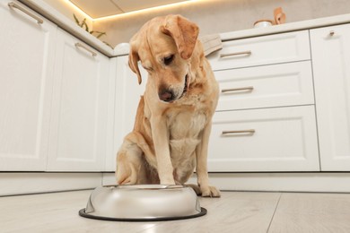 Photo of Cute Labrador Retriever waiting near feeding bowl on floor indoors, low angle view