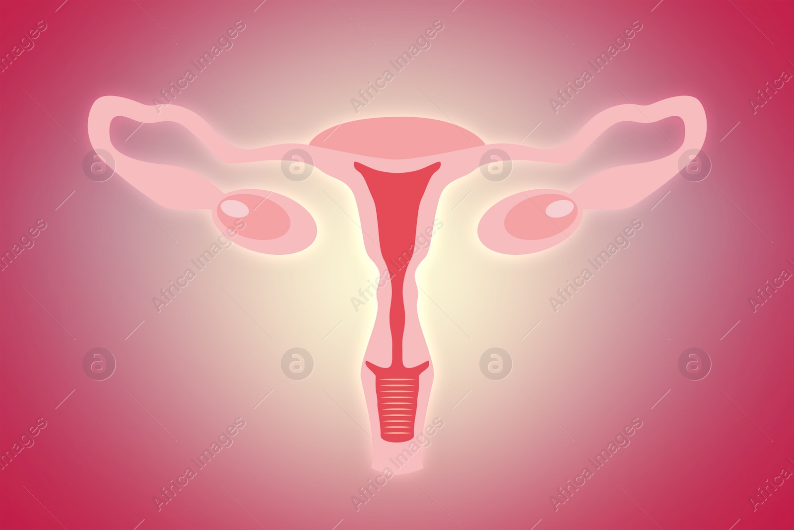 Illustration of  female reproductive system on pink background