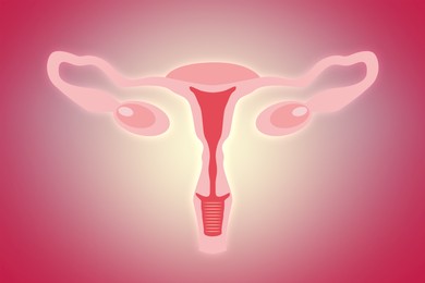 Illustration of Illustration of female reproductive system on pink background