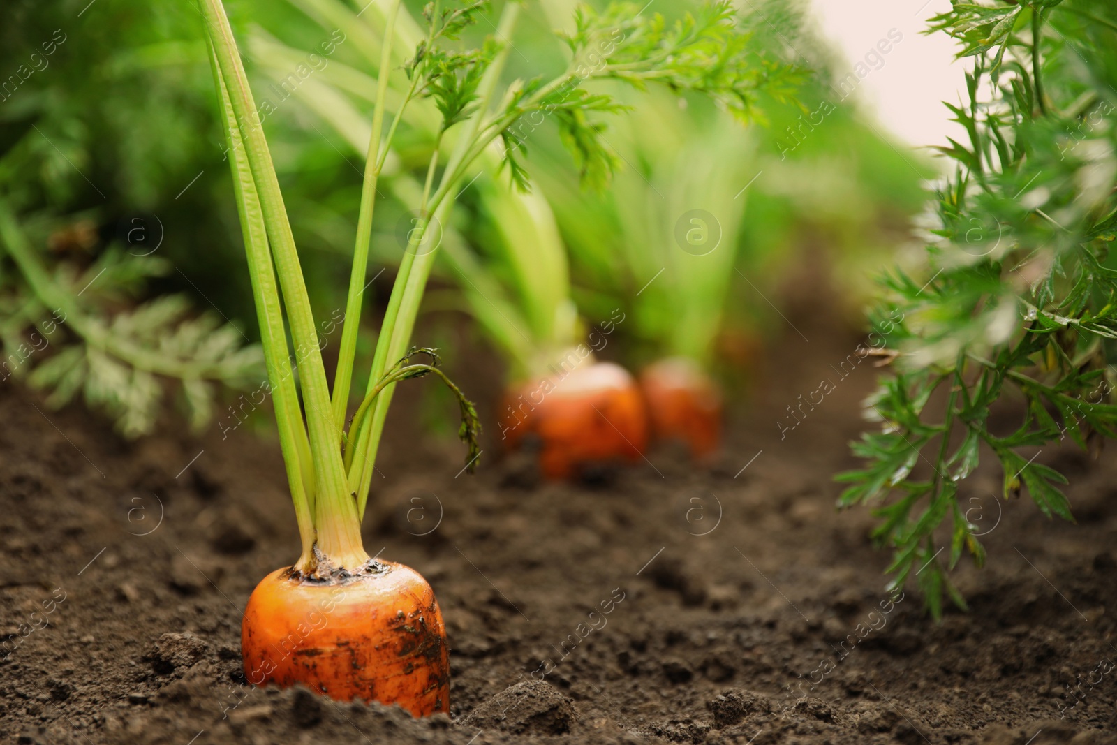 Photo of Ripe carrots growing on field. Organic farming