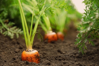 Photo of Ripe carrots growing on field. Organic farming