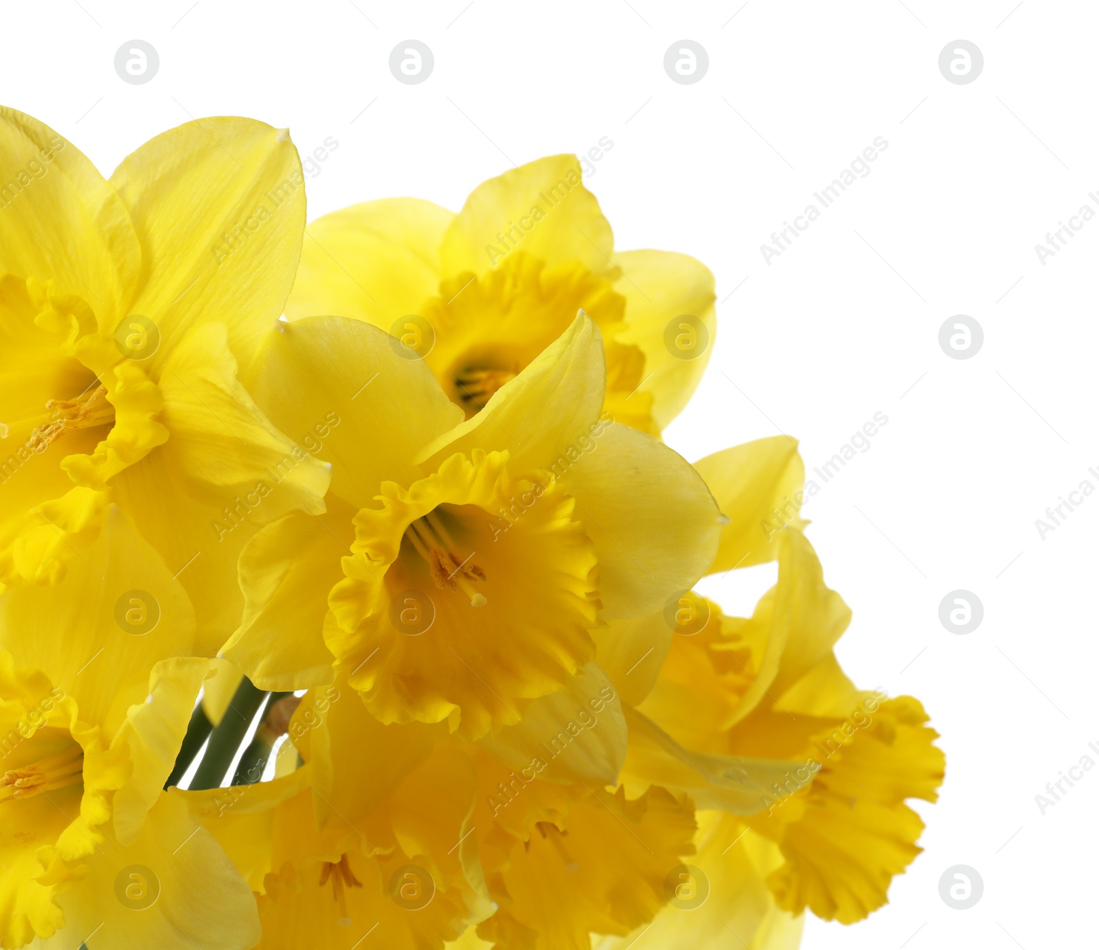 Photo of Beautiful daffodils on white background. Fresh spring flowers
