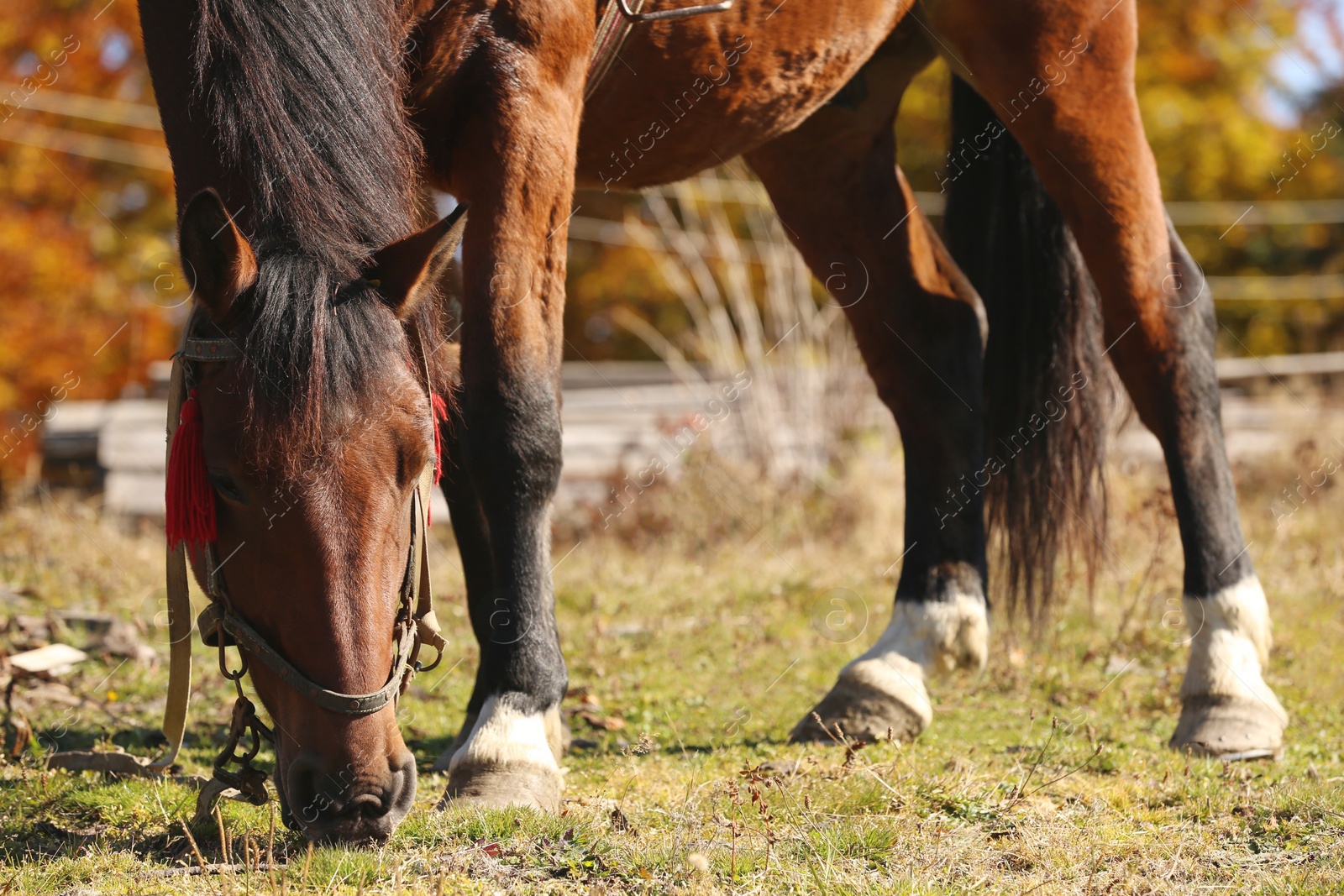 Photo of Beautiful horse grazing on pasture. Lovely pet