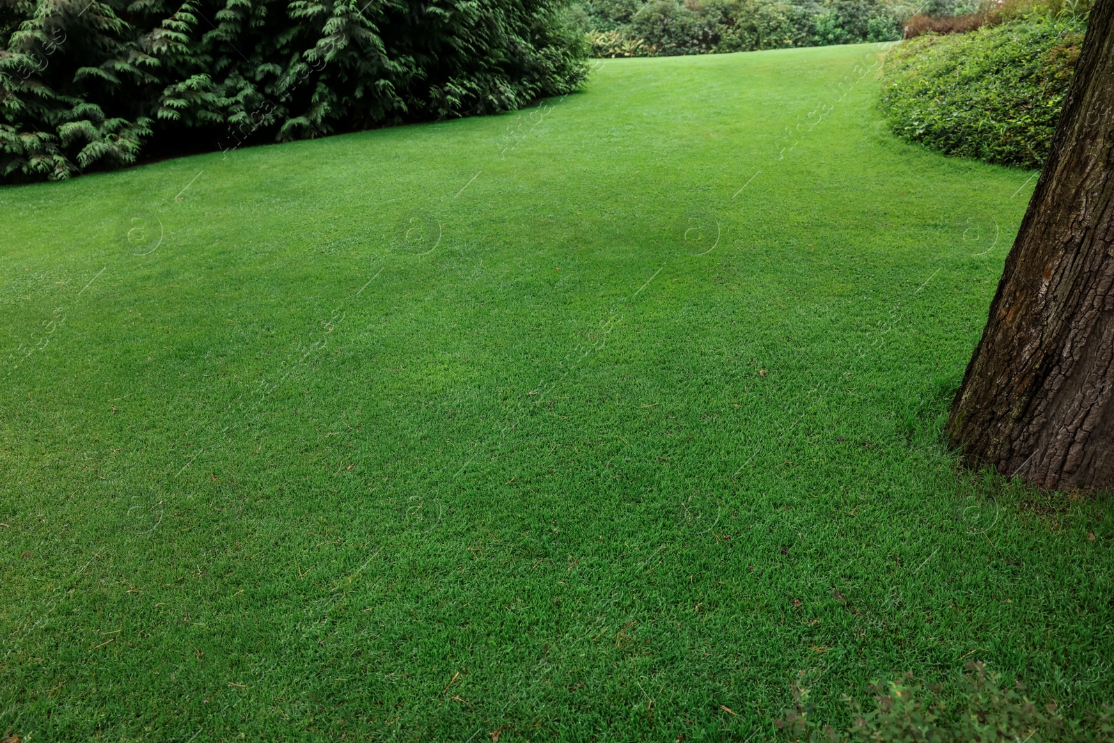 Photo of Beautiful freshly cut green lawn in park