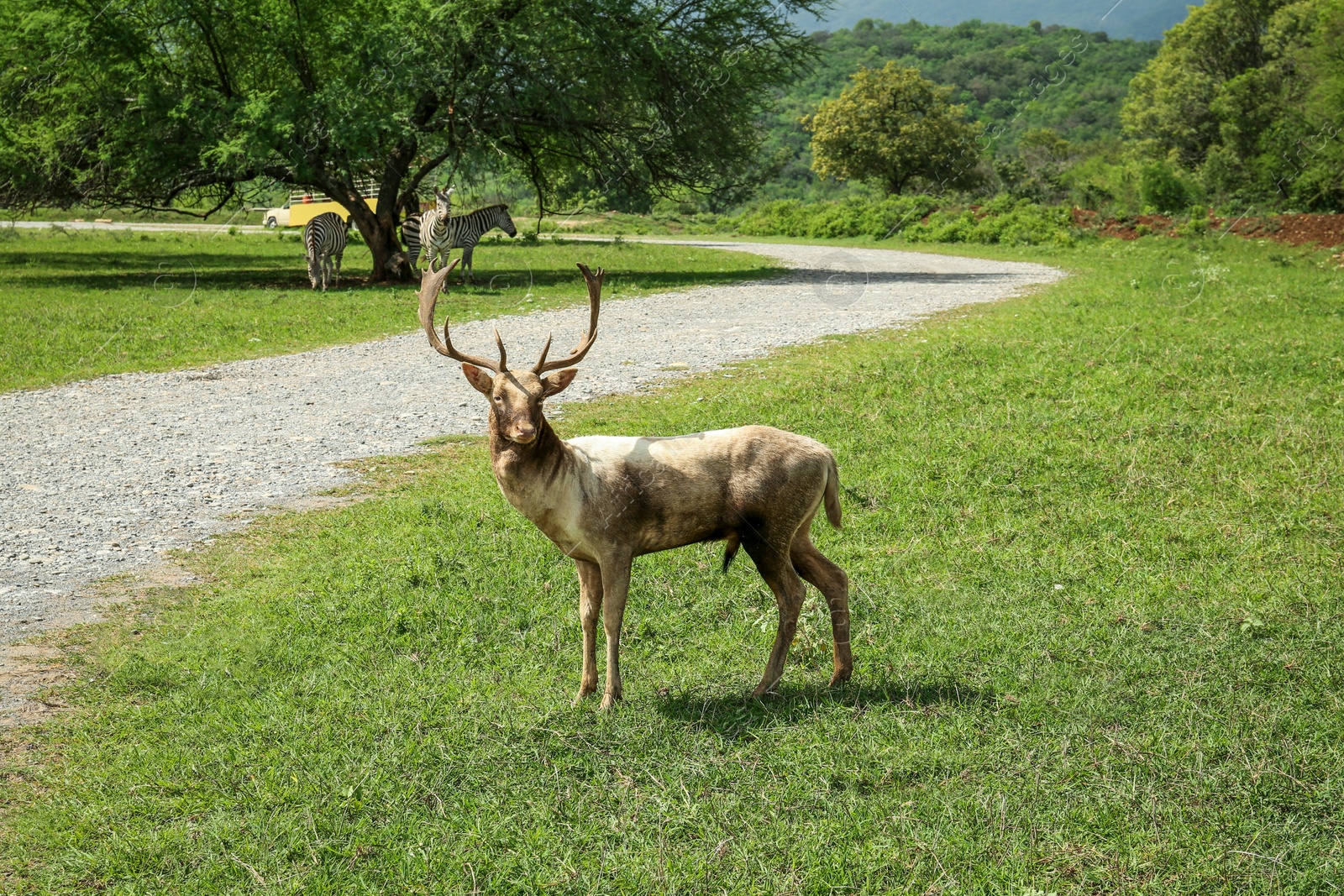 Photo of Beautiful deer stag on green grass in safari park