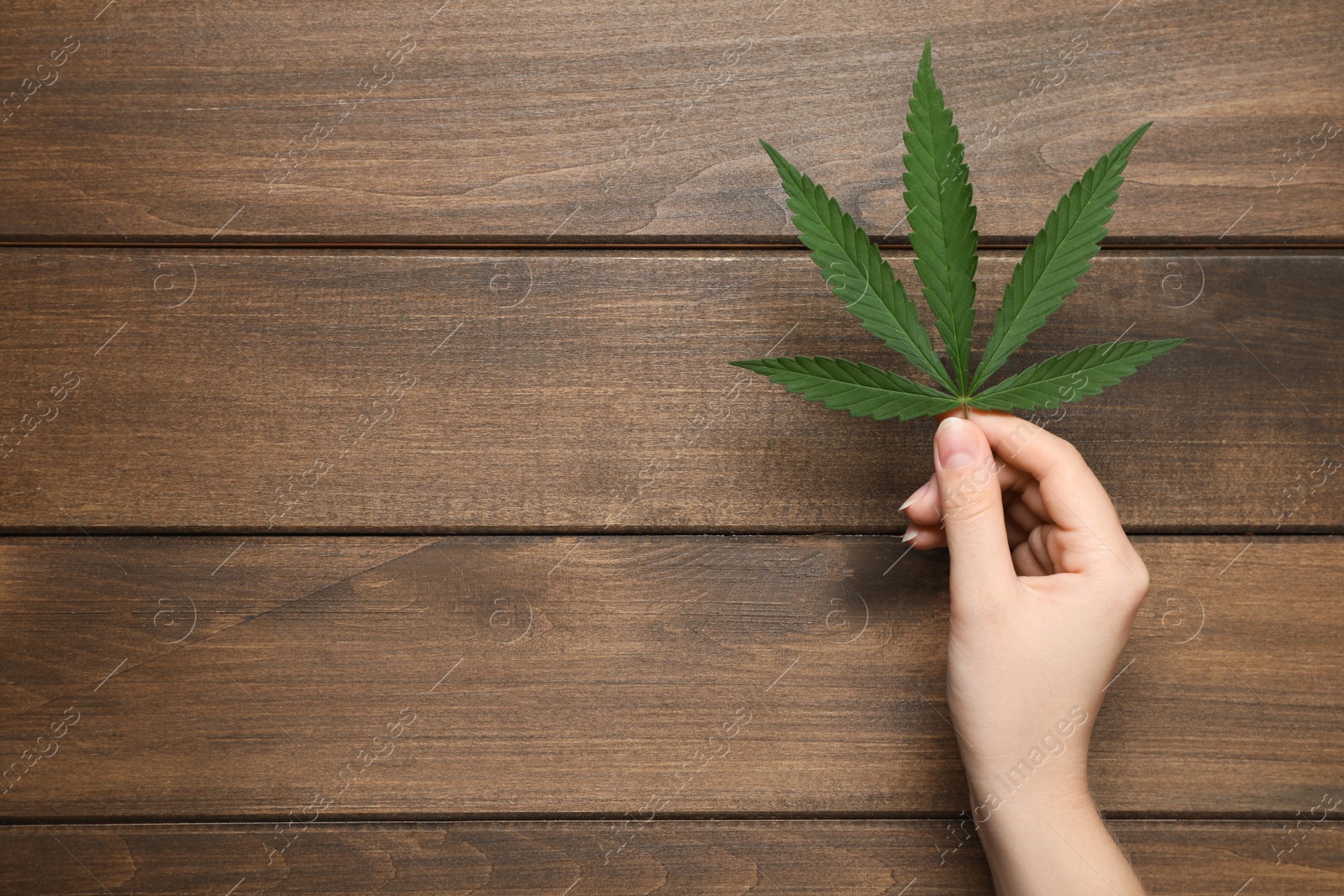 Photo of Woman holding fresh green hemp leaf at wooden table, top view. Space for text