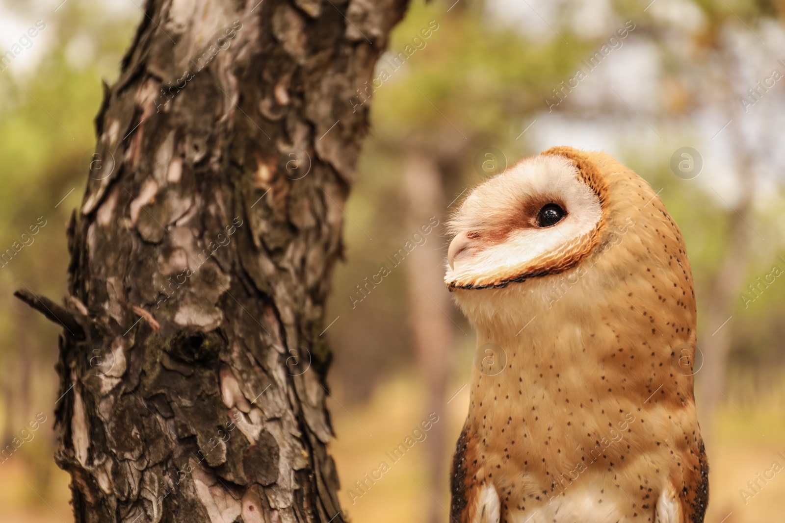 Photo of Beautiful common barn owl on tree outdoors