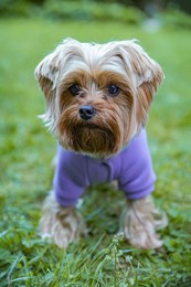 Photo of Cute Yorkshire terrier wearing stylish pet clothes in park