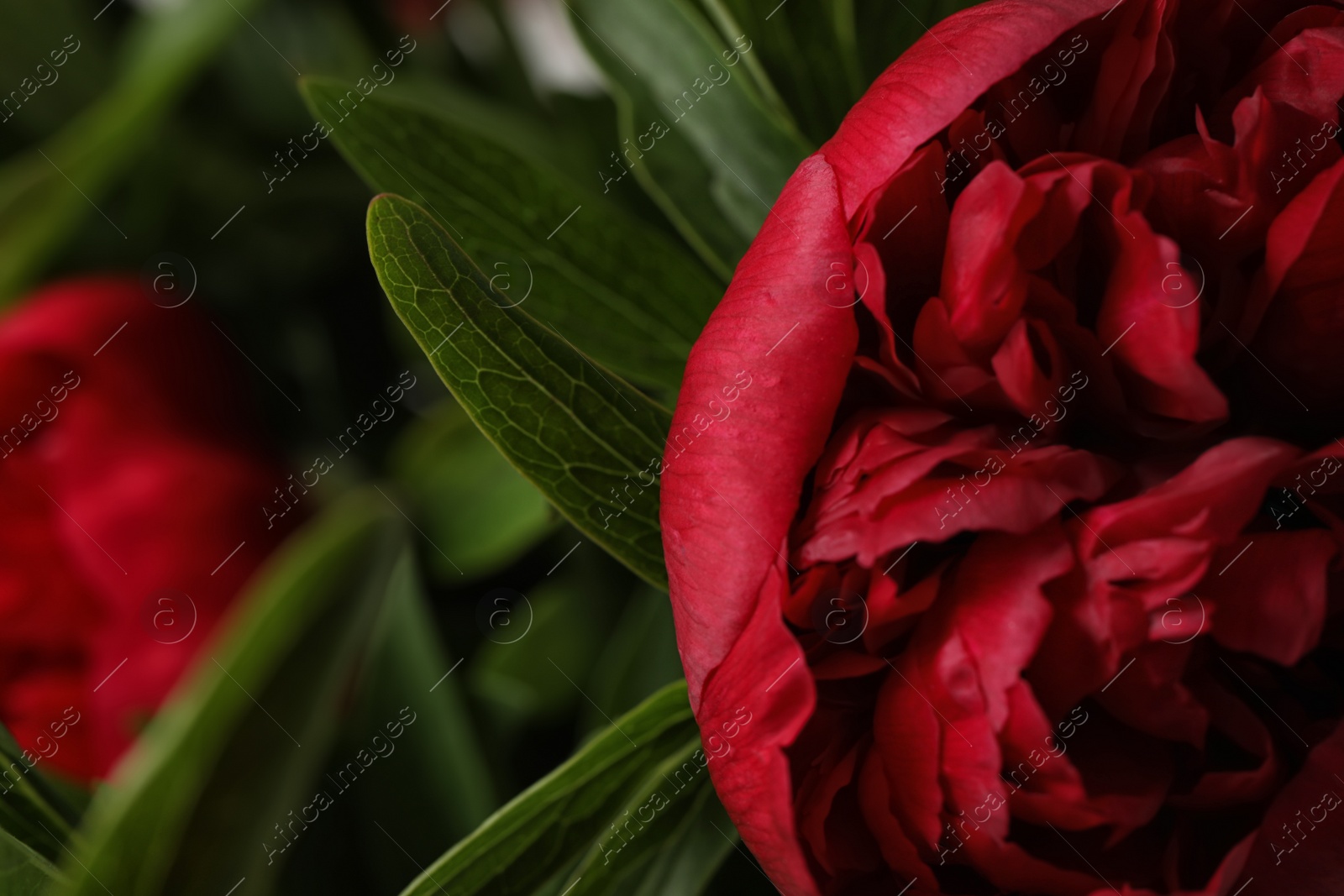 Photo of Beautiful red peony on blurred background, closeup