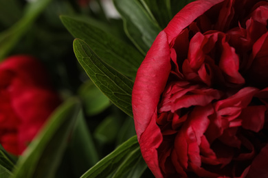 Photo of Beautiful red peony on blurred background, closeup