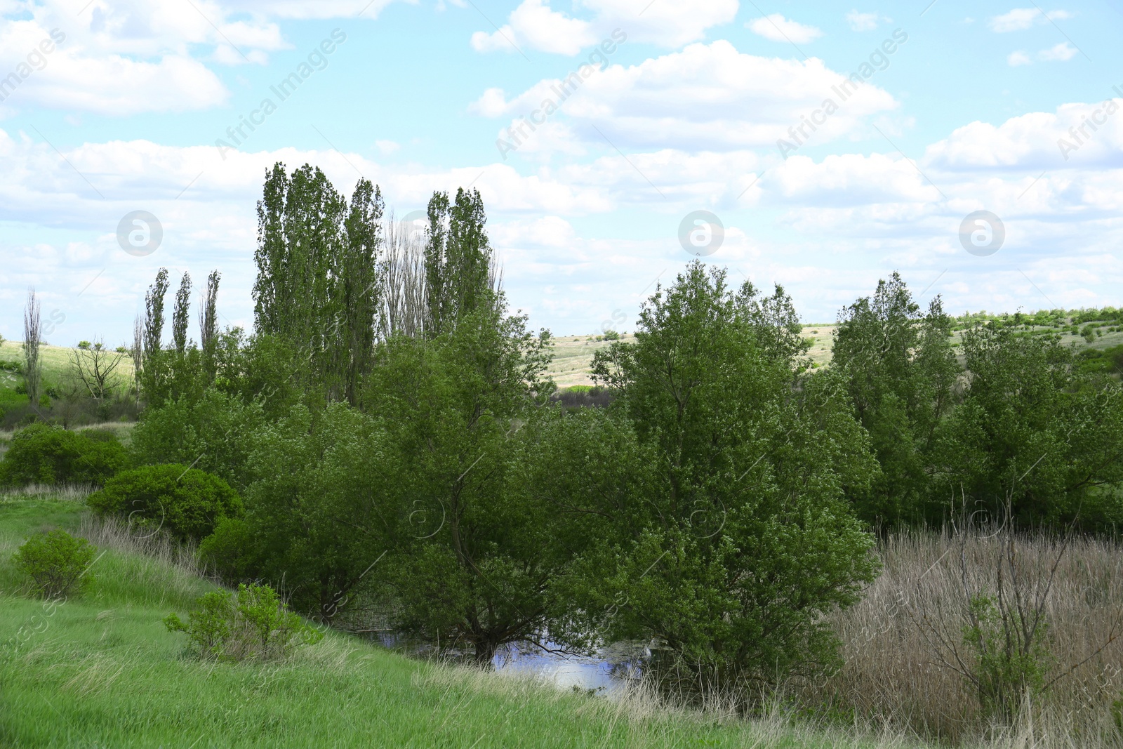 Photo of Beautiful landscape with green trees on sunny day