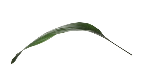 Photo of Leaf of tropical aspidistra plant isolated on white