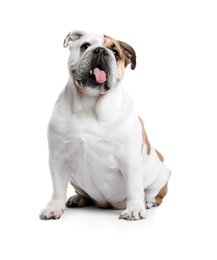 Photo of Adorable funny English bulldog on white background