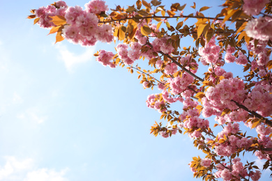 Photo of Closeup view of blossoming pink sakura tree outdoors