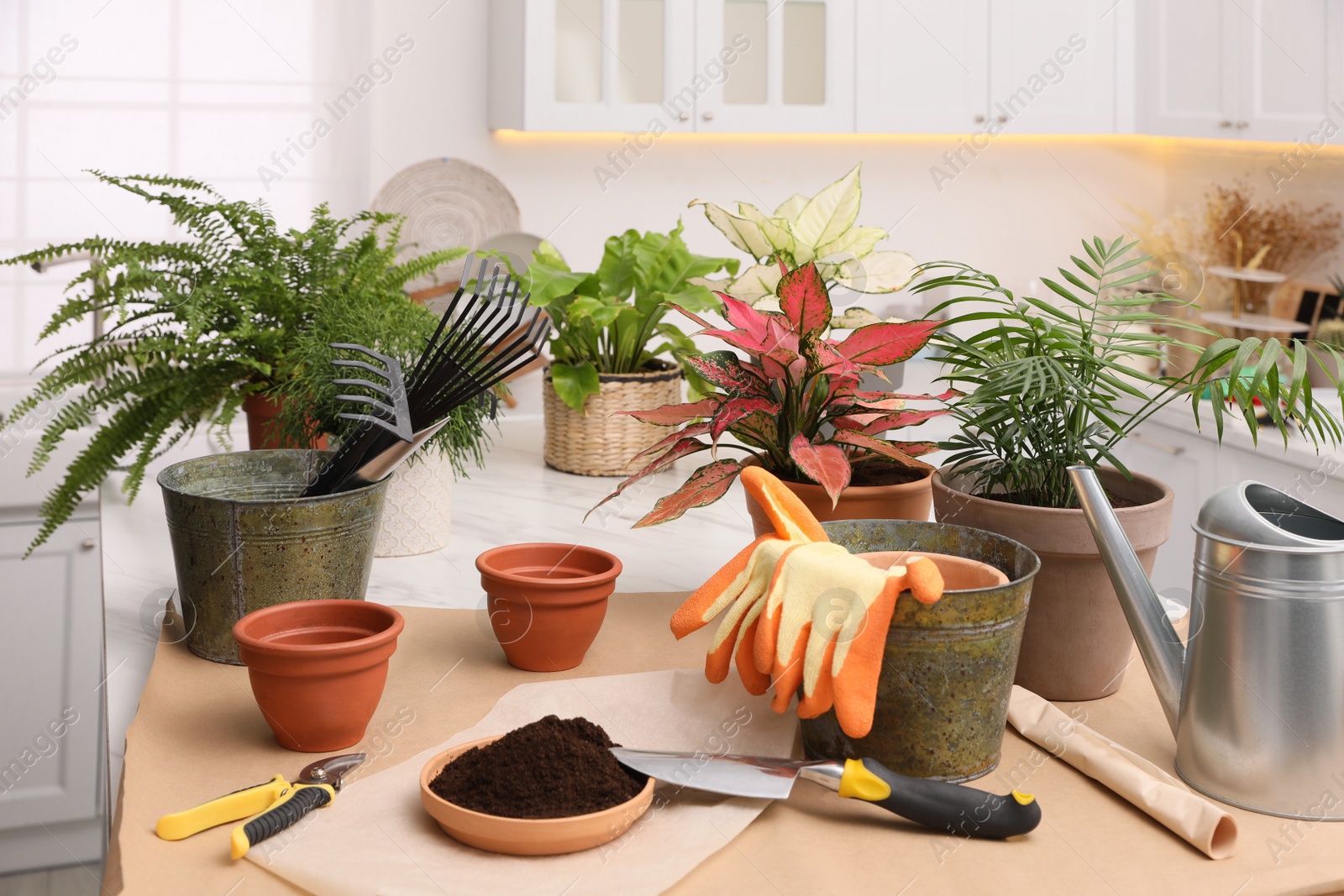 Photo of Beautiful houseplants and gardening tools on table indoors