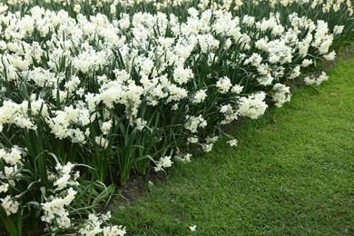 Photo of Many beautiful narcissus flowers growing outdoors. Spring season