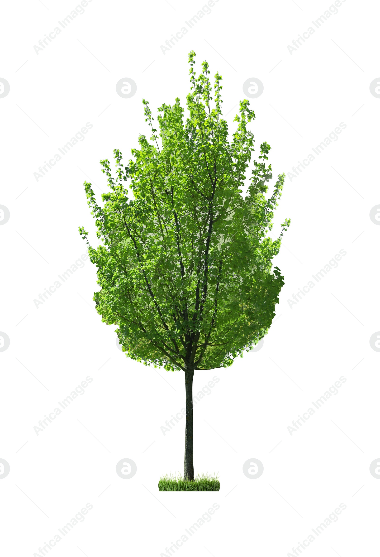 Image of Beautiful tree with green leaves isolated on white 