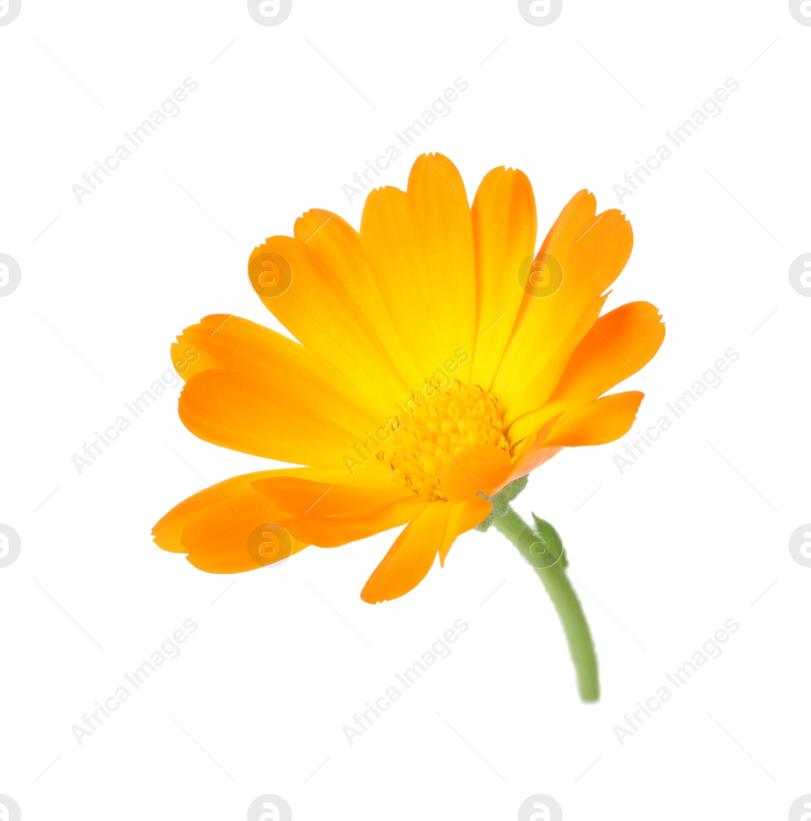 Photo of Fresh beautiful calendula flower isolated on white