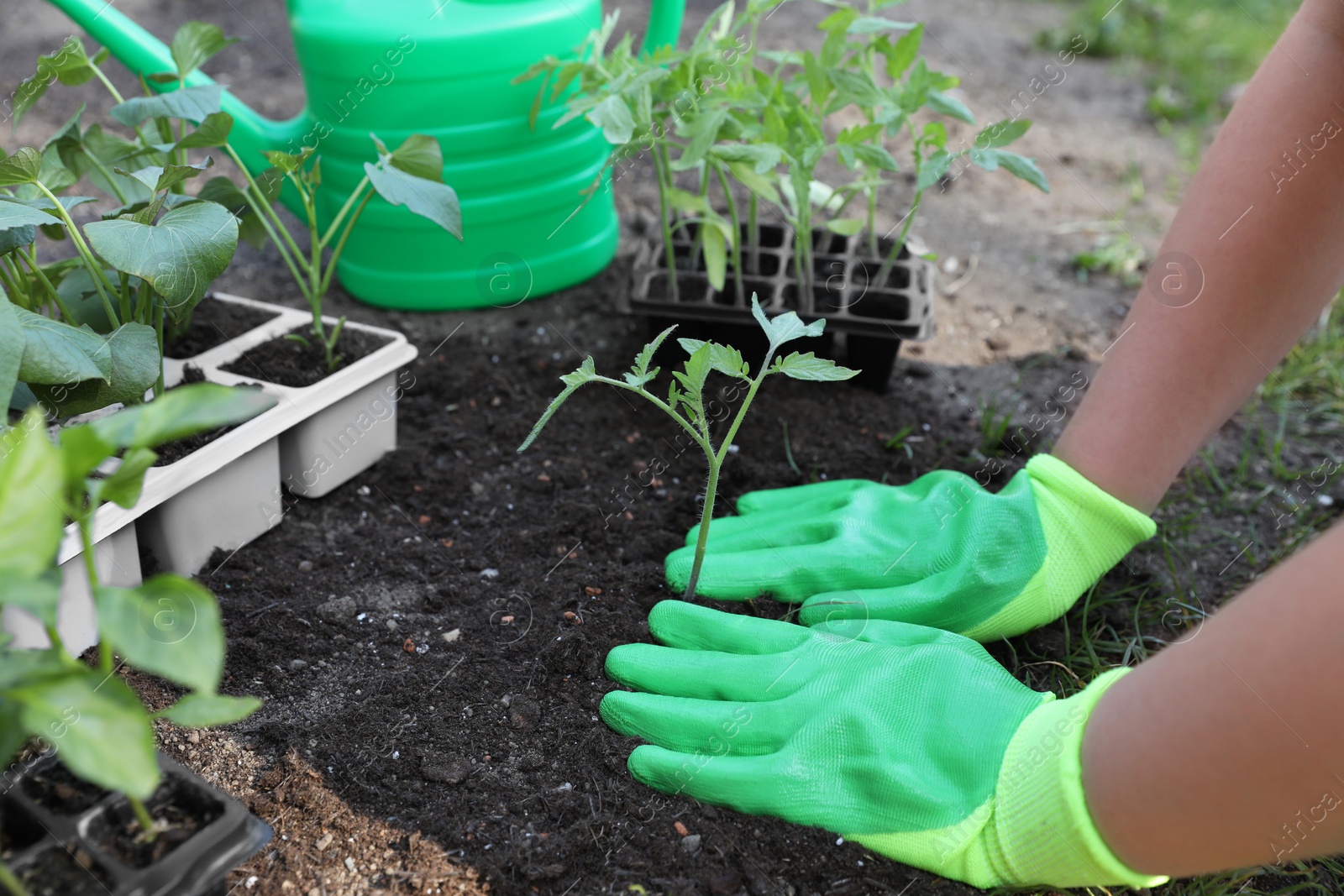 Photo of Woman wearing gardening gloves transplanting seedling from plastic container in ground outdoors, closeup